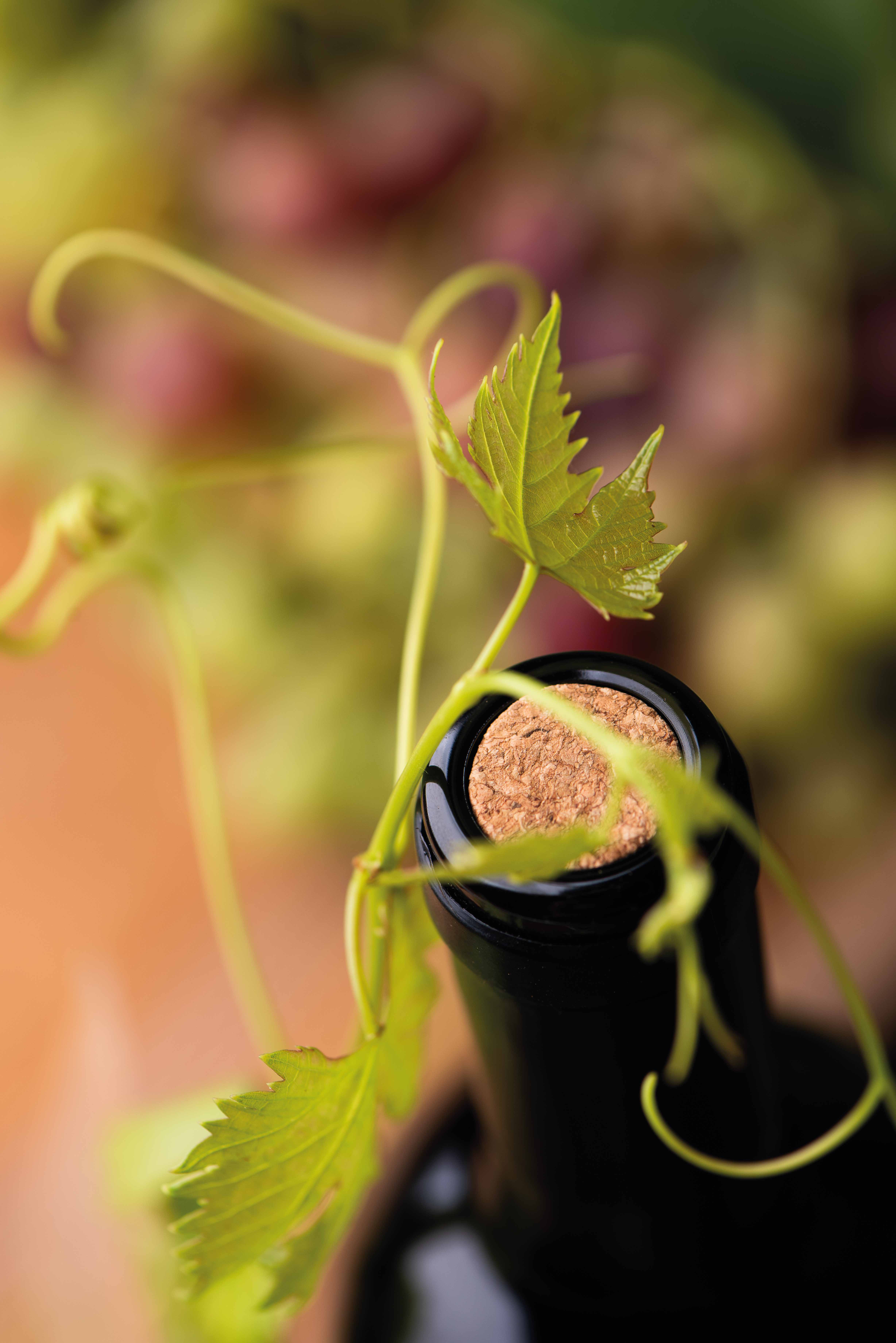 Garrafa de vinho com vinha verde